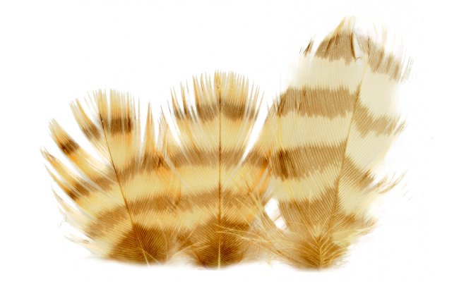 Grouse Veniard Body Plumage Grouse Veniard Body Plumage