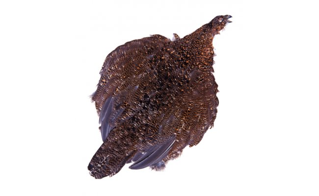 Grouse Veniard Complete Body Skin Grouse Veniard Complete Body Skin