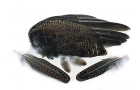 Grouse Veniard Whole Wings Grouse Veniard Whole Wings