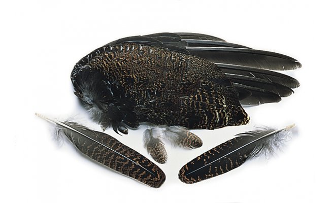 Grouse Veniard Whole Wings Grouse Veniard Whole Wings
