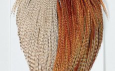 Grizzly Dun/Barred Dark Ginger