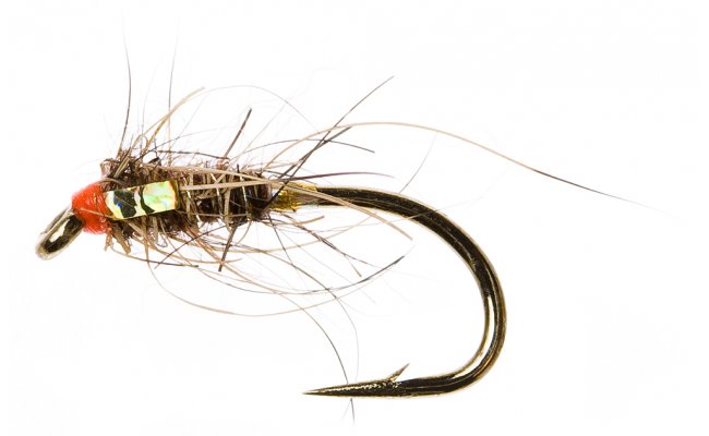 Holo Hare Gold Holo Hare Gold, Size 12