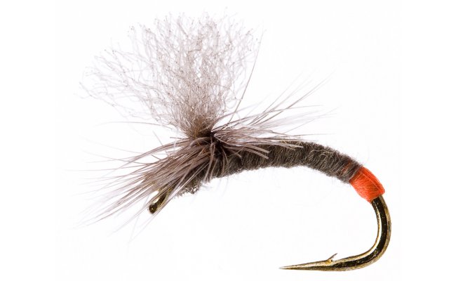 Infallible Infallible, Size 16