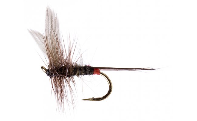 Iron Blue Dun Upwing Iron Blue Dun Upwing, Size 16