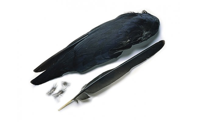Jackdaw Veniard Whole Wings Jackdaw Veniard Whole Wings
