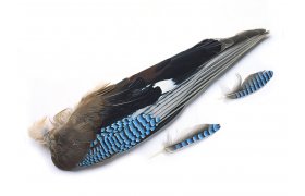 Jay Veniard Whole Wings  Jay Veniard Whole Wings