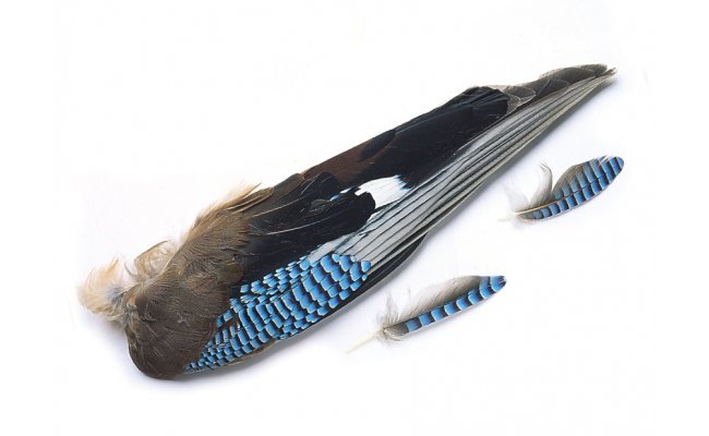 Jay Veniard Whole Wings  Jay Veniard Whole Wings