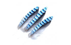 Jay Veniard Wing Hackles Jay Veniard Wing Hackles