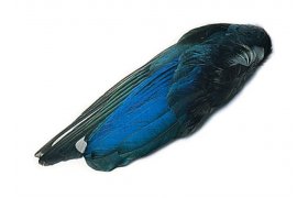 Magpie Veniard Whole Wings Magpie Veniard Whole Wings