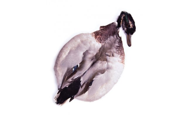 Mallard Duck Veniard Complete Body Skin Mallard Duck Veniard Complete Body Skin