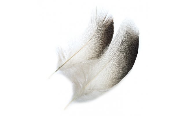 Mallard Duck Veniard Drake Bronze Shoulders Mallard Duck Veniard Drake Bronze Shoulders S