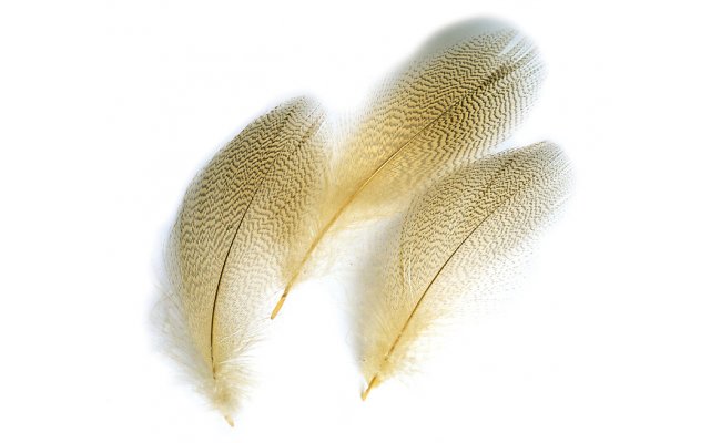 Mallard Duck Veniard Drake Grey Flank Mixed Mallard Duck Veniard Drake Grey Flank Mixed Natural