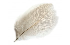 Mallard Duck Veniard Drake Grey Flank Selected Mallard Duck Veniard Drake Grey Flank Selected Natural S