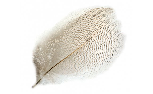 Mallard Duck Veniard Drake Grey Flank Selected Mallard Duck Veniard Drake Grey Flank Selected Natural S