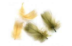 Mallard Duck Veniard Drake Round Breast Mallard Duck Veniard Drake Round Breast Natural