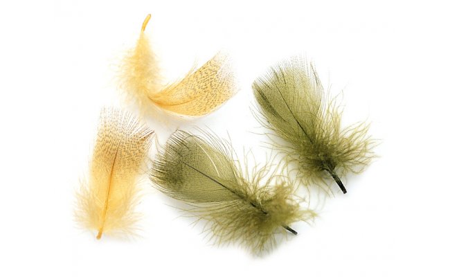 Mallard Duck Veniard Drake Round Breast Mallard Duck Veniard Drake Round Breast Natural