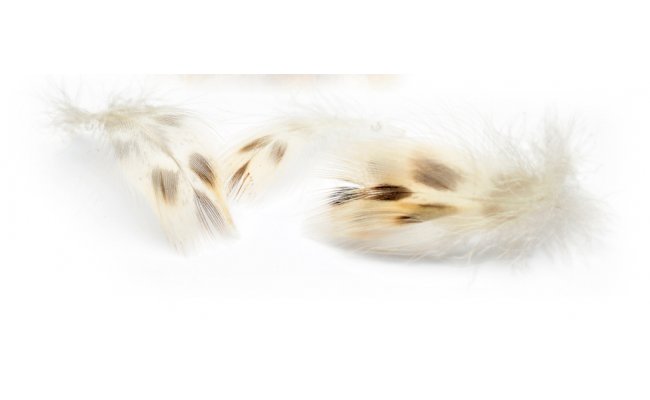 Mallard Duck Veniard Hen Breast Feathers Mallard Duck Veniard Hen Breast Feathers