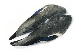 Mallard Duck Veniard Whole Wings Mallard Duck Veniard Whole Wings