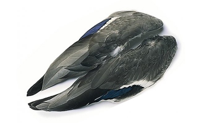 Mallard Duck Veniard Whole Wings Mallard Duck Veniard Whole Wings