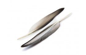 Mallard Duck Veniard Wing Quills Grey Mallard Duck Veniard Wing Quills Grey