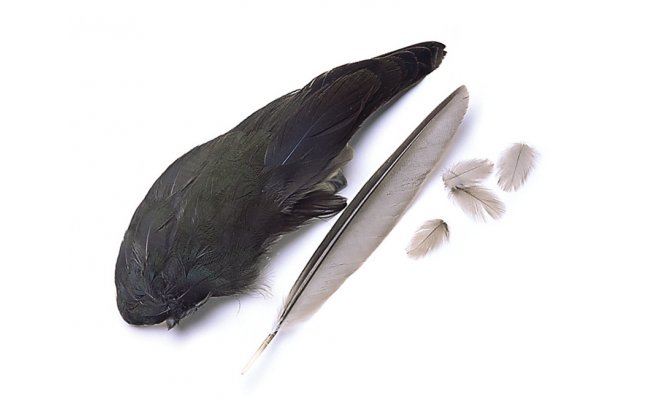 Moorhen-Waterhen Veniard Whole Wings Moorhen-Waterhen Veniard Whole Wings