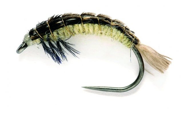 Oliver Edwards Hydropsche Larva Oliver Edwards Hydropsche Larva, Size 12