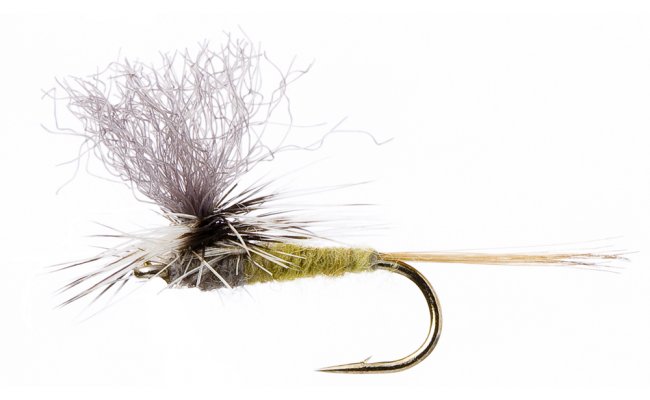 Paradun Olive Paradun Olive, Size 16