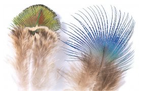 Peacock Veniard Feathers Peacock Veniard Feathers Gold Body