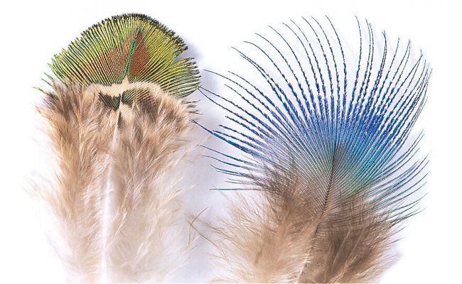 Peacock Veniard Feathers Peacock Veniard Feathers Gold Body