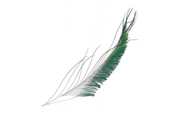 Peacock Veniard Sword Tails Peacock Veniard Sword Tails