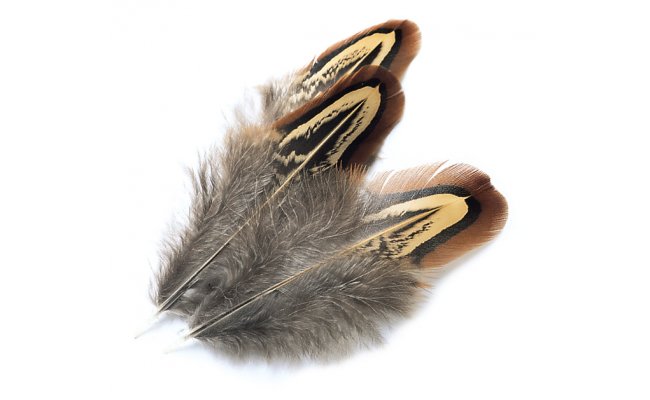 Pheasant Veniard Cock Rigneck Shoulder Church Windows Pheasant Veniard Cock Rigneck Shoulder Church Windows