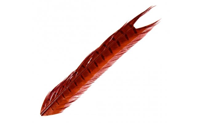 Pheasant Veniard Cock Ringneck Centre Tails Pheasant Veniard Cock Ringneck Centre Tails Natural