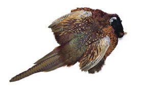 Pheasant Veniard Cock Ringneck Complete ... Pheasant Veniard Cock Ringneck Complete Body Skin