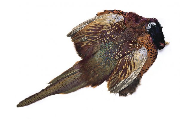 Pheasant Veniard Cock Ringneck Complete Body Skin Pheasant Veniard Cock Ringneck Complete Body Skin