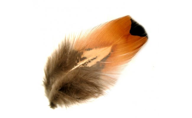 Pheasant Veniard Cock Ringneck Feathers Pheasant Veniard Cock Ringneck Feathers Gold Sides