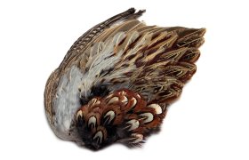 Pheasant Veniard Cock Ringneck Whole ... Pheasant Veniard Cock Ringneck Whole Wings
