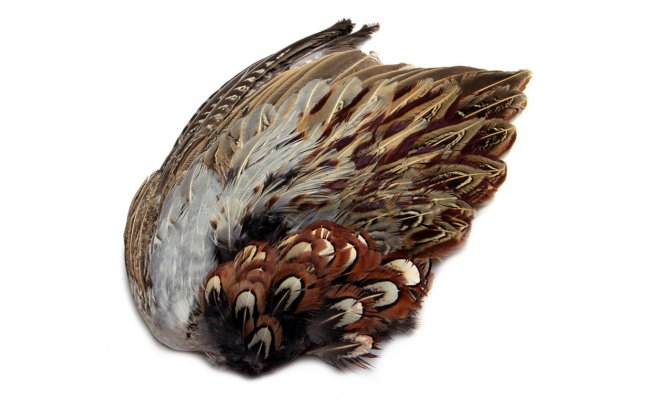Pheasant Veniard Cock Ringneck Whole Wings Pheasant Veniard Cock Ringneck Whole Wings