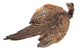 Pheasant Veniard Hen Ringneck Complete ... Pheasant Veniard Hen Ringneck Complete Body Skin