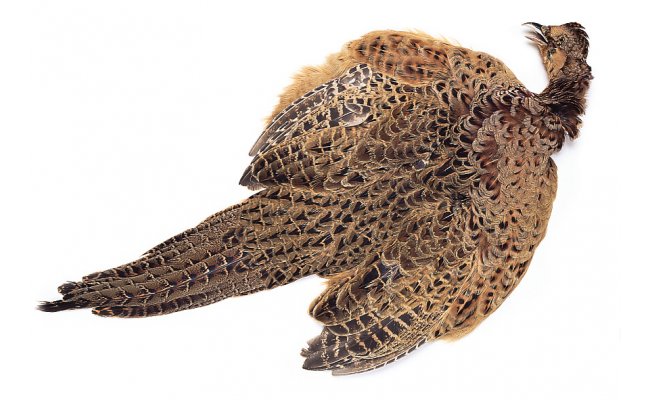 Pheasant Veniard Hen Ringneck Complete Body Skin Pheasant Veniard Hen Ringneck Complete Body Skin