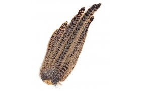 Pheasant Veniard Hen Ringneck Complete Tail Pheasant Veniard Hen Ringneck Complete Tail