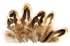Pheasant Veniard Hen Ringneck Shoulder Feathers