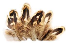 Pheasant Veniard Hen Ringneck Shoulder Feathers Pheasant Veniard Hen Ringneck Shoulder Feathers