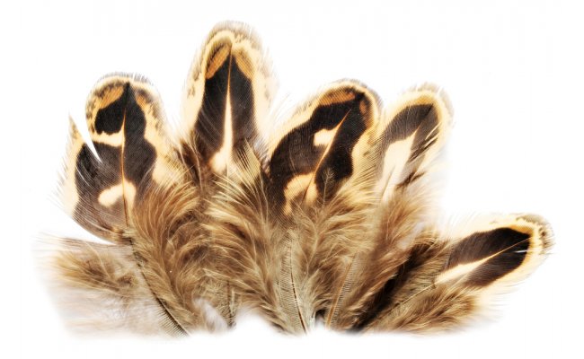 Pheasant Veniard Hen Ringneck Shoulder Feathers Pheasant Veniard Hen Ringneck Shoulder Feathers