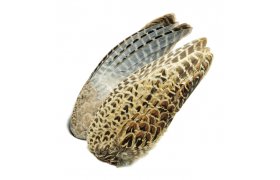 Pheasant Veniard Hen Ringneck Whole Wings Pheasant Veniard Hen Ringneck Whole Wings