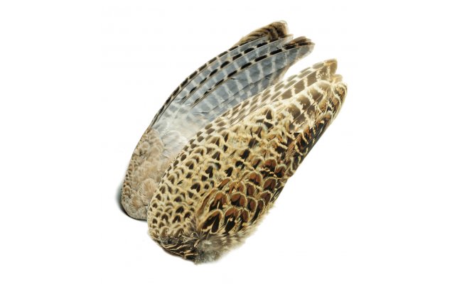 Pheasant Veniard Hen Ringneck Whole Wings Pheasant Veniard Hen Ringneck Whole Wings