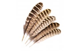 Pheasant Veniard Hen Ringneck Wing Quills Pheasant Veniard Hen Ringneck Wing Quills