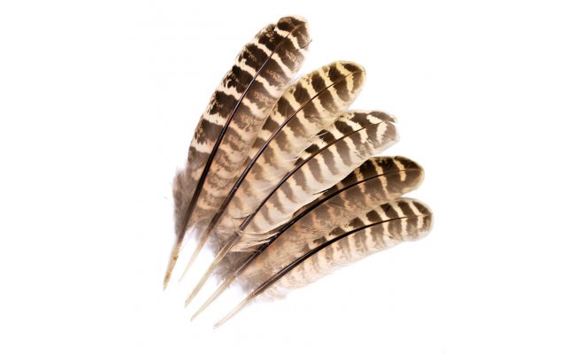 Pheasant Veniard Hen Ringneck Wing Quills Pheasant Veniard Hen Ringneck Wing Quills
