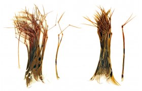 Pheasant Veniard Hopper & Daddy Legs Pheasant Veniard Hopper & Daddy Legs Natural Daddy