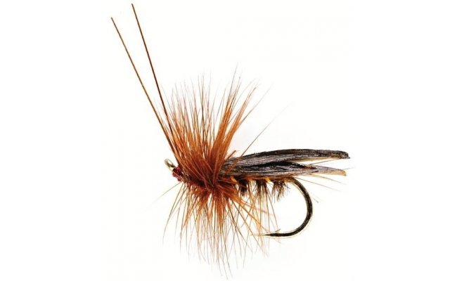 Sedge Saville Super Dark Brown Sedge Saville Super Dark Brown, Size 10