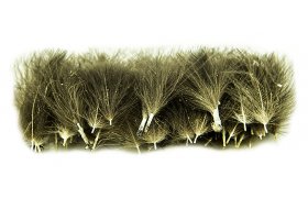 Selected CDC Quill & Fly 50 Pcs Dark Natural Selected CDC Quill & Fly 50 Pcs Dark Natural